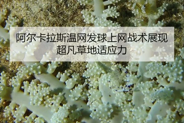 a-er-ka-la-si-wen-wang-fa-qiu-shang-wang-zhan-shu-zhan-xian-chao-fan-cao-di-shi-ying-li-2-971.jpg