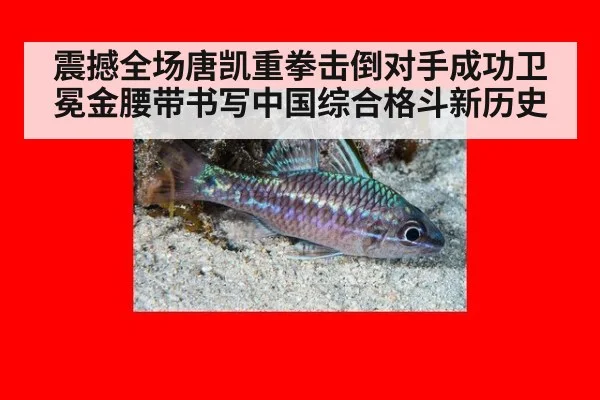 震撼全场唐凯重拳击倒对手成功卫冕金腰带书写中国综合格斗新历史